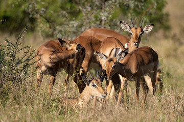 Impala, male, Aepyceros melampus