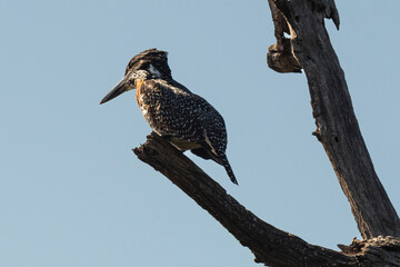 Martin pêcheur géant,.Megaceryle maxima, Giant Kingfisher
