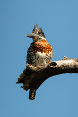 Martin pêcheur géant,.Megaceryle maxima, Giant Kingfisher