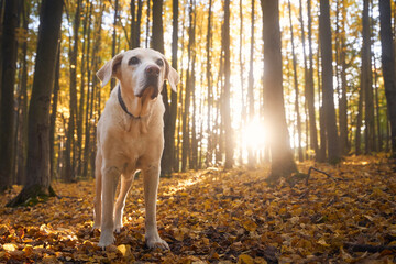 Portrait of old dog in fallen leaves. Labrador retriver during walk in autumn forest..