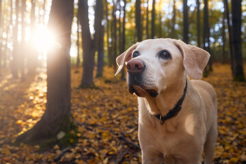 Portrait of old dog in fallen leaves. Labrador retriver during walk in autumn forest..