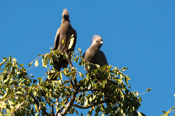 Touraco concolore,.Corythaixoides concolor, Grey Go away bird