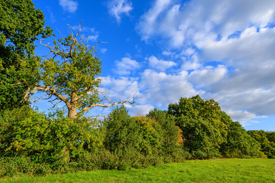 Countryside near Westerham in Kent, UK. A grassy field with trees set against a blue sky with white fluffy clouds.