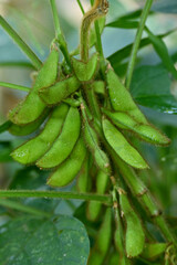 Fototapeta premium closeup the bunch green ripe black gram pods with vine and leaves in the farm soft focus natural green brown background.