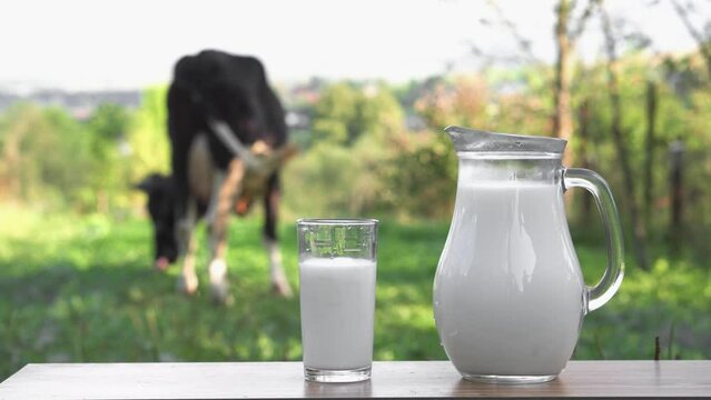 A delicious breakfast diet made from dairy products. Fresh milk in a carafe and glass on a wooden table with a cow in the background. A natural homemade drink in the countryside. Farm natural product.