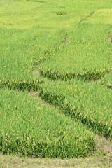 closeup the bunch ripe yellow green paddy plant growing with grain in the farm soft focus natural green brown background.