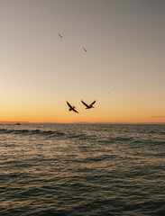 Fototapeta na wymiar Bird on sunset, Tecolote, Baja California, Mexico