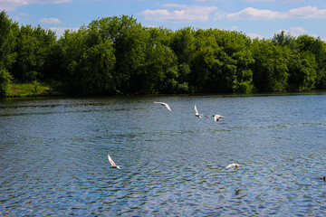 A flock of white gulls flying over the river