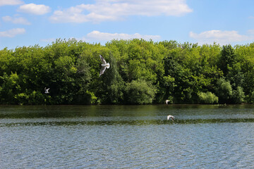 A flock of white gulls flying over the river