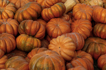 A lot of orange pumpkins are lying on the ground