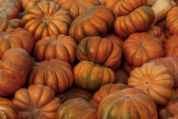 A lot of orange pumpkins are lying on the ground