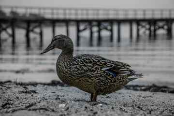 duck on the water