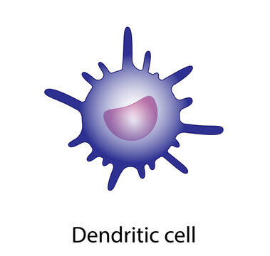 Dendritic cell of immune system, stained microscopic cell, vector illustration 