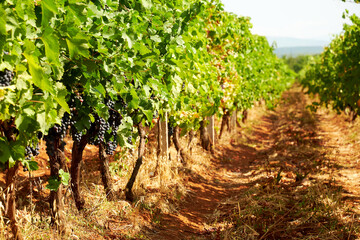 Fototapeta na wymiar Dirt path in sunlit vineyard with red grapevine and green bushes with irrigation. Winery and farm