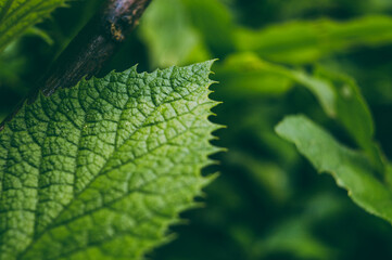 green plants growing in spring and summer