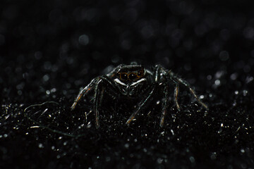 Wild African spider with four eyes