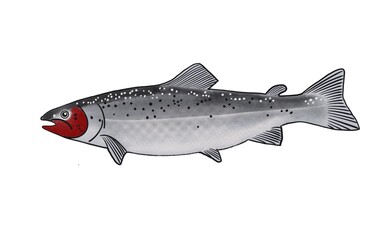 Salmon Create By Hand Drawing On Isolated White Background 