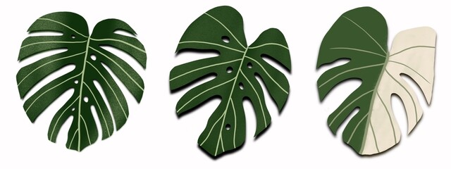 Monstera Leaf 3 type Isolated white Background