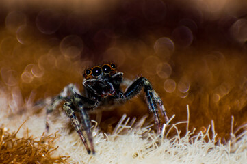 Wild African spider with four eyes