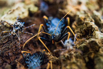 Close up of an insect