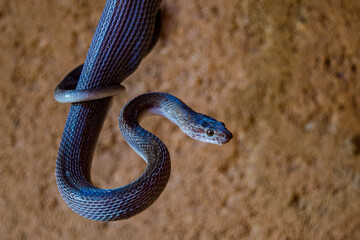 Wild dark skinned African snake