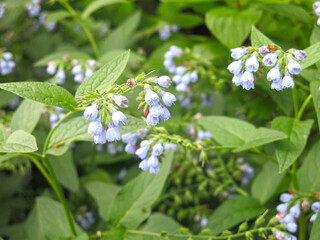 blue comfrey flower (Symphytum) blooms in summer
