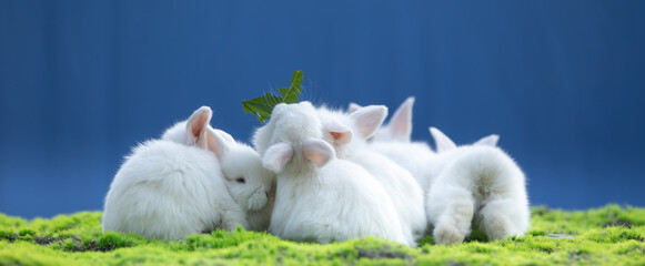 group of white rabbit on the grass