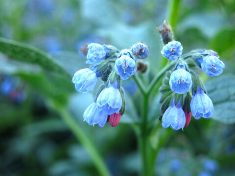 blue comfrey flower (Symphytum) blooms in summer