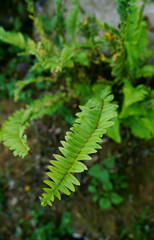 Background of green fern leaves growing out from a bush