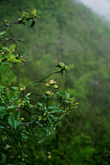 Docynia indica tree branches with fruits in the background of green forest on a foggy sky