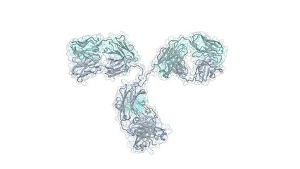 Scientifically accurate 3D model of an IgG class antibody molecule. Antibodies are produced by our immune system to fight bacterial and viral infections.
