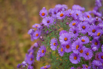 Lots of blue flowers with a blurred background.