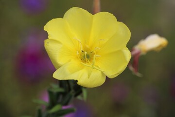 Onagre striée