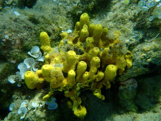 Yellow tube sponge or Aureate sponge (Aplysina aerophoba) undersea, Aegean Sea, Greece, Halkidiki
