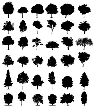 Set of Thirty different silhouettes of pine trees. 

