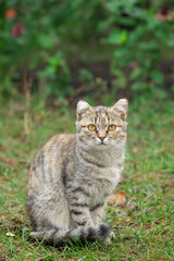 Gray striped cat walks on a leash on green grass outdoors...