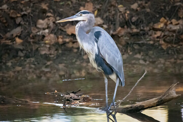 Fototapeta premium Great Blue Heron in Hays Nature Preserve