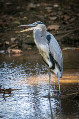 Great Blue Heron in Hays Nature Preserve