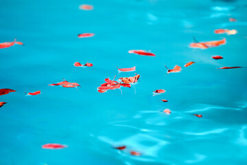 Red leaves floating on the swimming pool
