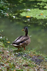 Ente oder Stockente (Anas platyrhynchos) steht am Wasser eines Teichs im Wildpark in Schweinfurt,...