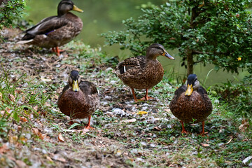 Ente / Stockente (Anas platyrhynchos) steht am Wasser eines Teichs im Wildpark in Schweinfurt