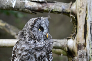 Eule Bartkauz (Strix nebulosa) sitzt auf einem Ast im Maus Wildpark Schweinfurt