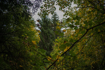 Fototapeta premium Peak between the trees