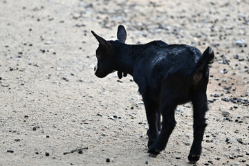 Nachwuchs Babyziege / Ziegen (Capra) spielt im Wildpark in Schweinfurt