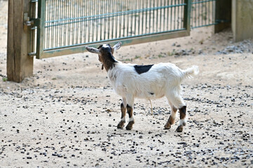 Nachwuchs Babyziege / Ziegen (Capra) spielt im Wildpark in Schweinfurt, Franken, Bayern, Deutschland