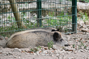 Naklejka premium Zwei Wildschweine (Sus scrofa) liegen auf dem Boden im Wildpark in Schweinfurt