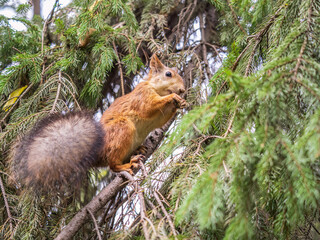 The squirrel with nut sits on tree in the autumn. Eurasian red squirrel, Sciurus vulgaris.