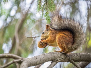 The squirrel with nut sits on tree in the autumn. Eurasian red squirrel, Sciurus vulgaris.