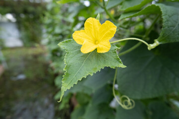 yellow flower in the vegetable garden