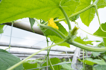vines and leaves of green squash